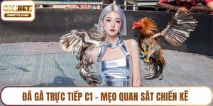 Đá gà trực tiếp C1